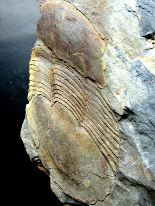 - Top - Big Trilobite (14cm) On Huge Matrix (35x18x4cm).  Ordovician.  Portugal.  Nºq