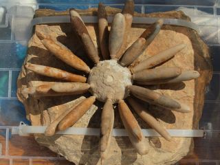 Rare Sea Urchin Fossil 250 Million Years Found In The Atlas Mountains Morocco
