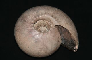 Ammonite Cadoceras stupachenkoi 125mm  Jurassic Callovian Russia Fossil 2