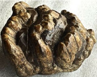 Fossil Mammoth Extinct Javanese Stegodon (Roof Toothed),  M2 Molar Well Preserved 2