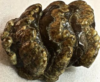 Fossil Mammoth Extinct Javanese Stegodon (Roof Toothed),  M2 Molar Well Preserved 5