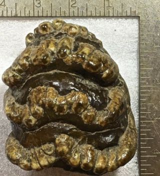 Fossil Mammoth Extinct Javanese Stegodon (Roof Toothed),  M2 Molar Well Preserved 6