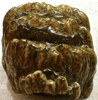 Fossil Mammoth Extinct Javanese Stegodon (Roof Toothed),  M2 Molar Well Preserved 7