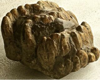 Fossil Mammoth Extinct Javanese Stegodon (Roof Toothed),  M2 Molar Well Preserved 8