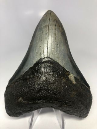 Megalodon Shark Tooth 4.  58” Serrated - Lower - Natural Fossil 4011