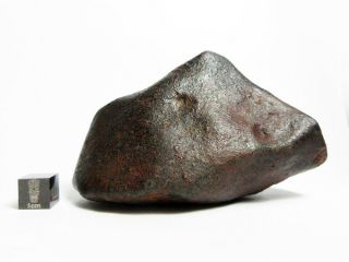 NWA x Meteorite 309.  33g Big Bambucha 2