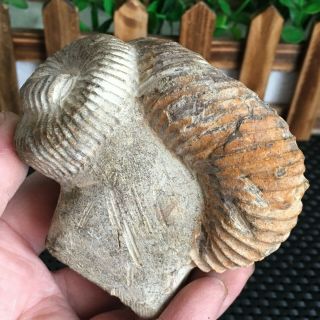 317g Large Fossil Nostoceras Malagasyense Heteromorph Ammonite From Madagascar