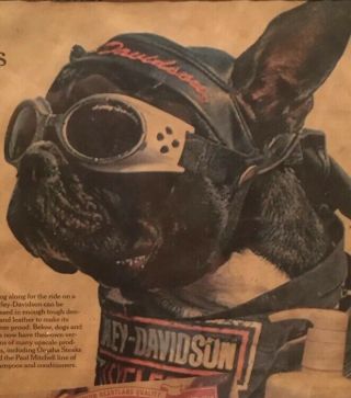 Vintage Harley Davidson Motorcycle Biker Dog Picture Advertising