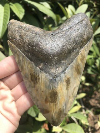 Huge Color 5.  12” Megalodon Tooth Fossil Shark Teeth
