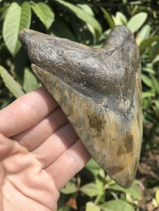 Huge Color 5.  12” Megalodon Tooth Fossil Shark Teeth 2