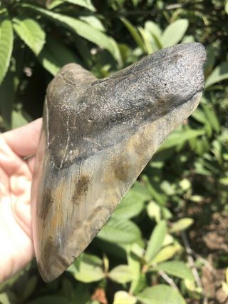 Huge Color 5.  12” Megalodon Tooth Fossil Shark Teeth 3