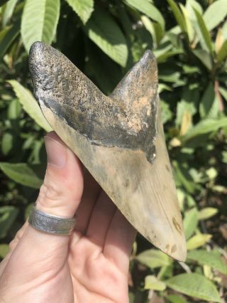 Huge Color 5.  12” Megalodon Tooth Fossil Shark Teeth 5