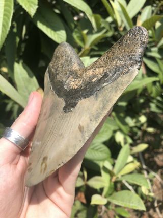 Huge Color 5.  12” Megalodon Tooth Fossil Shark Teeth 6