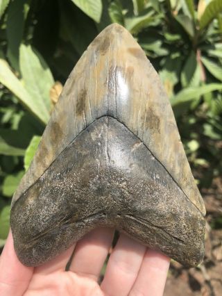 Huge Color 5.  12” Megalodon Tooth Fossil Shark Teeth 7