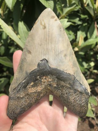 Huge Color 5.  12” Megalodon Tooth Fossil Shark Teeth 8