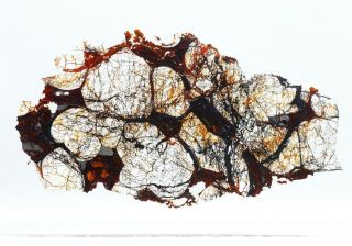 Meteorite SERICHO - Pallasite Thin Section - Microscope slide 3