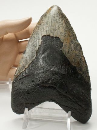 Megalodon Fossil Shark Tooth 5.  464 " Stained - Glass Design On Enamel Meg Teeth