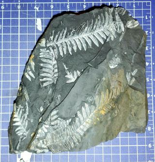 9×9 " Reversable Museum Quality Gold &white Carboniferous St Clair Pa Fern Fossil