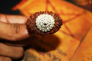 21 Mukhi Twenty One Mukhi Rudraksham Sacred Bead With Silver Cap Rare - A,