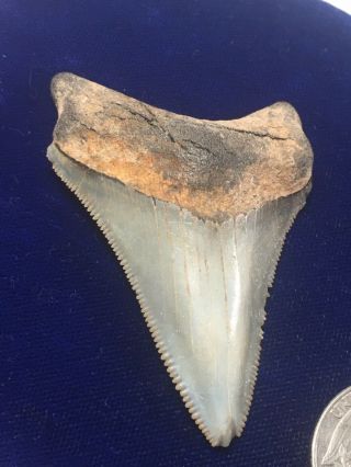 Rare Pyramid Hill,  California Otodus Chubutensis Fossil Shark Tooth Megalodon