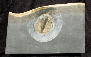 Stunning Zacanthoides Serratus Trilobite Fossil Pyritized