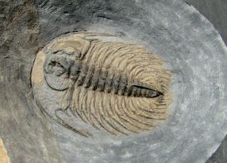 STUNNING Zacanthoides serratus trilobite fossil Pyritized 2
