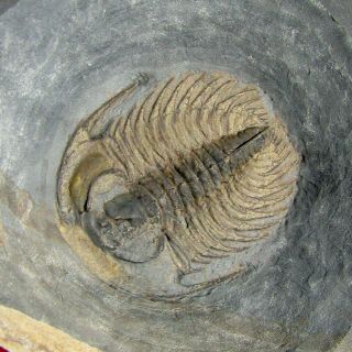STUNNING Zacanthoides serratus trilobite fossil Pyritized 3