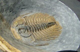 STUNNING Zacanthoides serratus trilobite fossil Pyritized 4