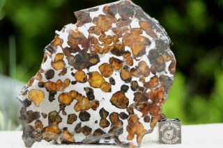 Sericho Pallasite Meteorite From Kenya Africa Habaswein 48.  1 Gram Part Slice