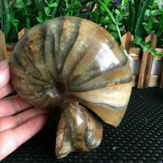998g Rare Natural Polished Natural Conch Fossil Specimens Of Madagascar