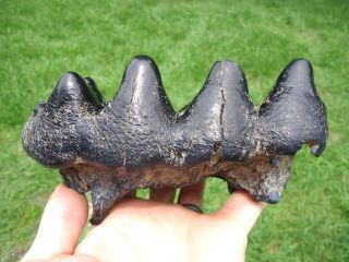Highly Colorful Mastodon Tooth Florida Fossils Teeth Jaw Bones Skull Mammal Fl @