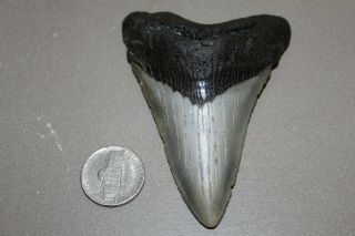 Megalodon Fossil Giant Shark Teeth Natural Large 3.  35 " Commercial Grade