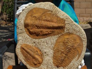Gigantic Museum Quality 15 " Inch Trilobite Fossil Andalusiana Cambropallas Group