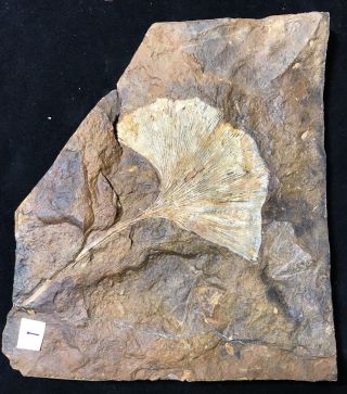 North Dakota Ginkgo Cranei Leaf Fossil