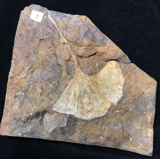 North Dakota Ginkgo cranei Leaf Fossil 2