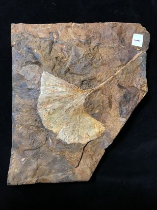 North Dakota Ginkgo cranei Leaf Fossil 3