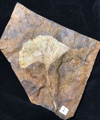 North Dakota Ginkgo cranei Leaf Fossil 4