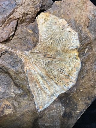 North Dakota Ginkgo cranei Leaf Fossil 5