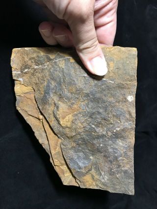 North Dakota Ginkgo cranei Leaf Fossil 7