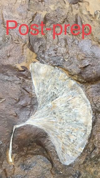 North Dakota Ginkgo cranei Leaf Fossil 9