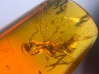 Rare Neuroptera Mantispidae Mantis Fly Burmite Myanmar Burma Amber Insect Fossil
