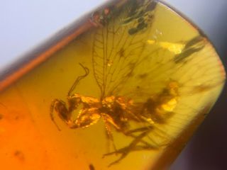 Rare Neuroptera Mantispidae mantis fly Burmite Myanmar Burma Amber insect fossil 2