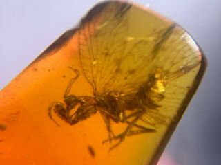Rare Neuroptera Mantispidae mantis fly Burmite Myanmar Burma Amber insect fossil 3
