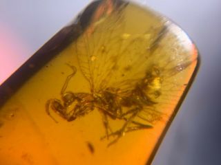 Rare Neuroptera Mantispidae mantis fly Burmite Myanmar Burma Amber insect fossil 4