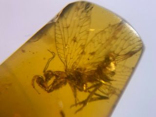 Rare Neuroptera Mantispidae mantis fly Burmite Myanmar Burma Amber insect fossil 5