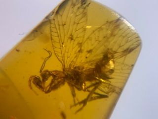 Rare Neuroptera Mantispidae mantis fly Burmite Myanmar Burma Amber insect fossil 6