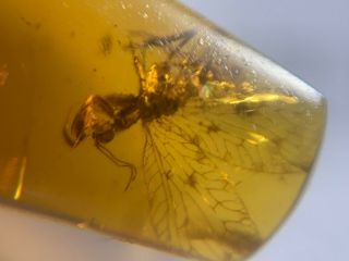 Rare Neuroptera Mantispidae mantis fly Burmite Myanmar Burma Amber insect fossil 7