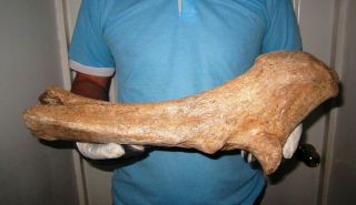 Big BONE of a Woolly Rhinoceros Museum Quality FOSSIL Pleistocene 2
