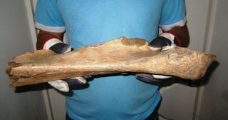 Big BONE of a Woolly Rhinoceros Museum Quality FOSSIL Pleistocene 3