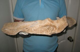 Big BONE of a Woolly Rhinoceros Museum Quality FOSSIL Pleistocene 4